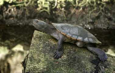 Turtle
